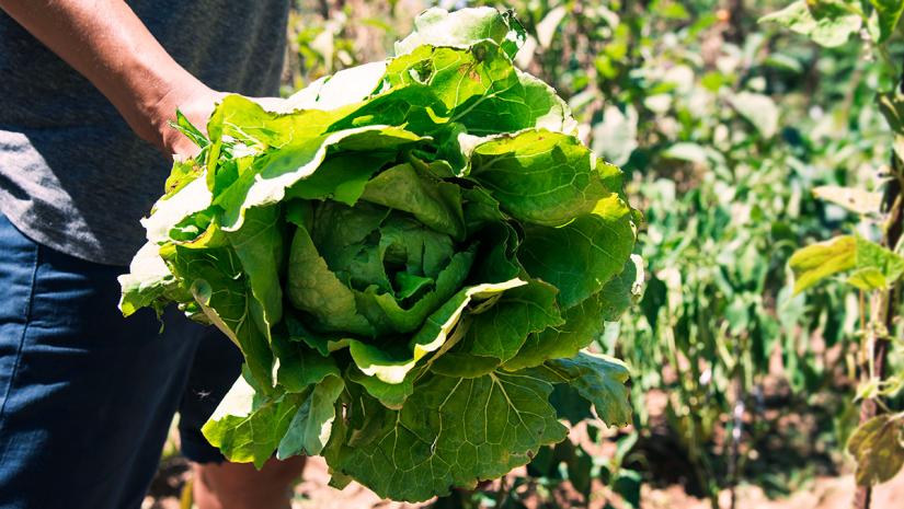 Temporary Import Regulations for California Romaine Lettuce