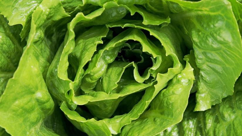 40 sick; 28 Hospitalized in E. coli Outbreak Linked to Romaine