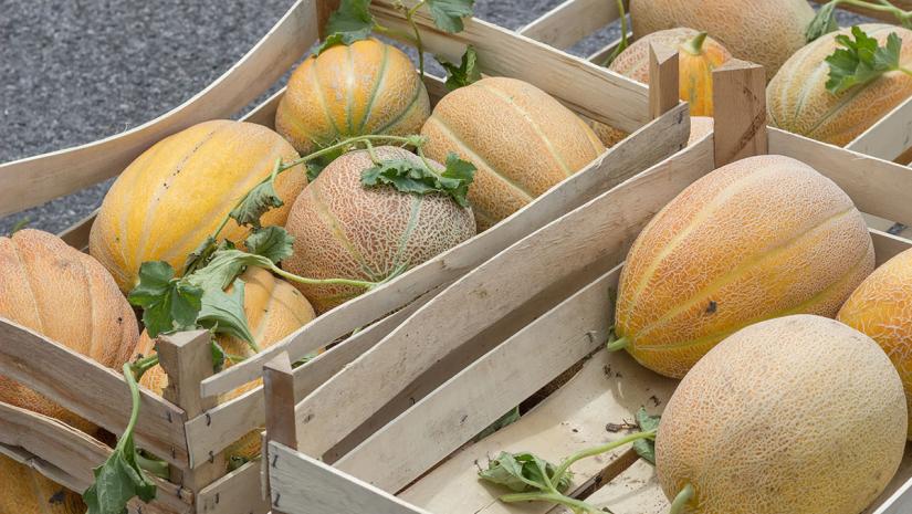 Melons Are at the Root of an International Salmonella Outbreak