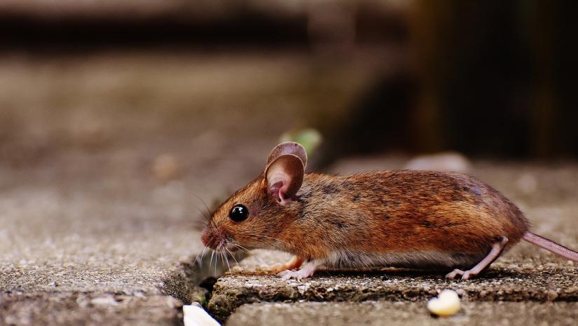 Rats Vacating Cities Due to COVID-19 Restaurant Closures
